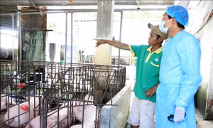 Nhiều địa phương hết dịch tả lợn châu Phi