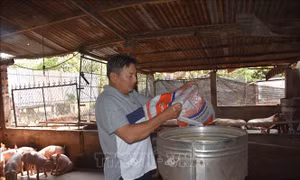 Giá nguyên liệu làm thức ăn chăn nuôi tăng cao khiến người sản xuất gặp khó