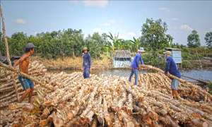 Cà Mau tái cơ cấu nông nghiệp - Bài 1: Phát triển kinh tế dưới tán rừng