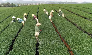 Hối hả thu hái chè trên cao nguyên Mộc Châu