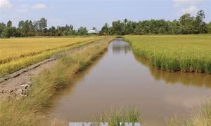 Mô hình lúa + cá giống 'sống chung với lũ'