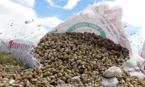 Ốc hương chết hàng loạt tại Khánh Hòa là do nhiễm khuẩn nặng 