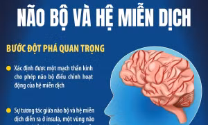 Hé lộ mối liên hệ kỳ diệu giữa não bộ và hệ miễn dịch
