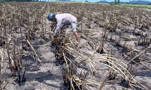 Tìm lại 'vị ngọt' cho đường ở các tỉnh Nam Trung bộ - Bài 2: Nguy cơ mất vùng nguyên liệu