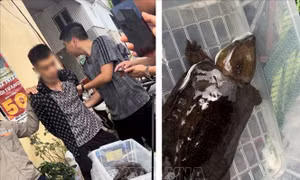 Khởi tố đối tượng tàng trữ trái phép, rao bán rùa đầu to quý hiếm