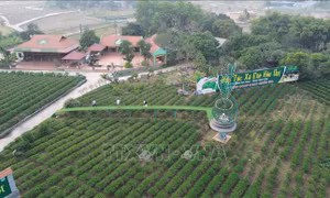 Lễ hội Hương sắc trà xuân - Vùng chè đặc sản Tân Cương