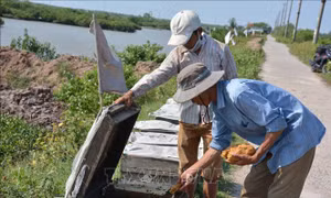Nuôi ong dưới tán rừng sú vẹt, lãi 20 - 30 triệu đồng/tháng