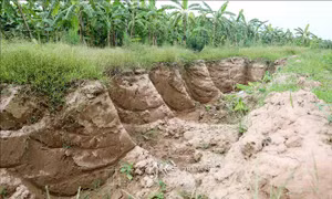 Hàng nghìn mét khối đất canh tác bị đào, múc trộm