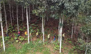 Phát triển thị trường carbon - Bài cuối: Có cách tiếp cận đúng