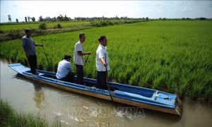 Xây dựng vùng nguyên liệu lúa chất lượng cao
