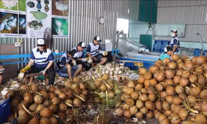 Giá dừa khô tăng cao dịp cuối năm