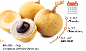Miền Bắc được mùa nhãn
