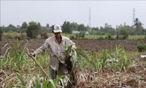 'Vị đắng' từ cây mía