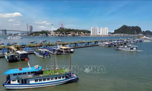 Quảng Ninh tạm ngừng cấp phép tàu tại khu vực biển miền Đông do ảnh hưởng của bão số 7