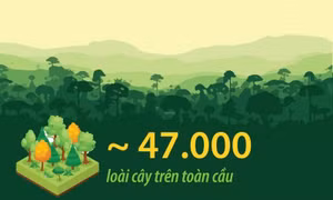 Loài cây trên toàn cầu đứng trước nguy cơ tuyệt chủng