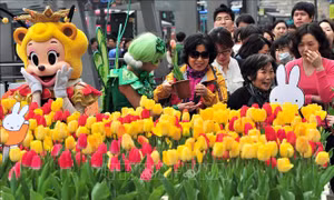 Hàn Quốc chuẩn bị hơn 1 triệu bông hoa Tulip cho lễ hội