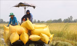 Nông dân được mùa, được giá vụ lúa Hè Thu