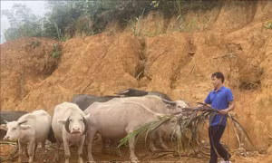 Tín dụng chính sách 'mở lối' giúp đồng bào vùng cao thoát nghèo