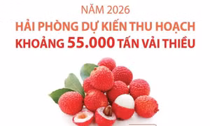 Hải Phòng dự kiến thu hoạch khoảng 55.000 tấn vải thiều