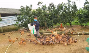 Hỗ trợ ngân sách địa phương thực hiện các chính sách an sinh xã hội