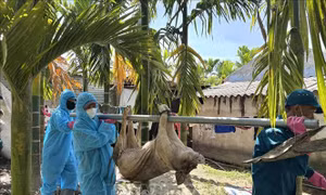 Người dân Quảng Ngãi phản ánh việc phải nộp phí đưa lợn nhiễm bệnh đi tiêu hủy