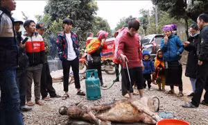 Hạn chế thấp nhất thiệt hại do rét đậm, rét hại
