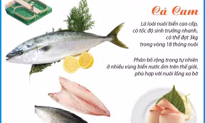 Việt Nam là nước đầu tiên nghiên cứu, sinh sản thành công giống cá cam