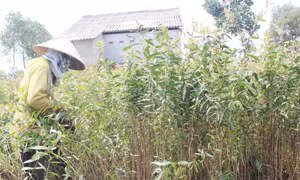 Giá tràm tăng, cao nhất 150 triệu đồng/ha