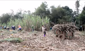 'Nóng' chuyện giá mía nguyên liệu tại Tuyên Quang
