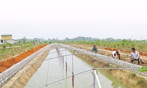 Hai huyện của tỉnh Thanh Hóa đạt chuẩn nông thôn mới