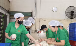 Thêm nhiều cơ hội tạo đột phá xuất khẩu trái dừa tươi