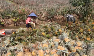 Gia tăng giá trị trái dứa chủ lực vùng Đồng Tháp Mười