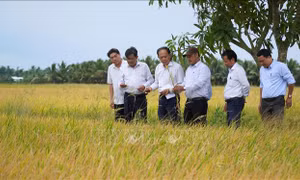 Từ 'lão nông tri điền' đến những nông dân chuyên nghiệp