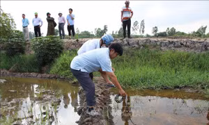 Hậu Giang: Yêu cầu lấy mẫu cát tại nơi xuất hiện nước mặn làm ảnh hưởng lúa của nông dân