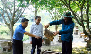 Xây dựng thương hiệu cho sản phẩm mật ong
