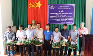 Kon Tum: Tặng sâm Ngọc Linh giống cho hộ nghèo đồng bào dân tộc thiểu số