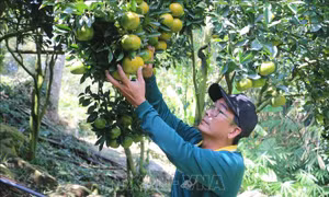 Những vườn quýt hồng vụ Tết trên 'nóc nhà miền Tây'