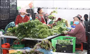 Tiền Giang trồng rau màu cho lợi nhuận đến hơn 300 triệu đồng/ha