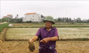 Lúa nhiễm mặn, người dân lo lắng kế sinh nhai