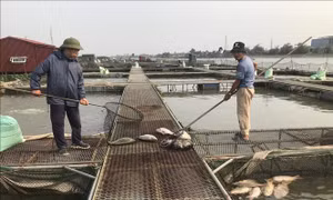 Hải Dương khắc phục tình trạng cá nuôi lồng bè trên sông bị chết