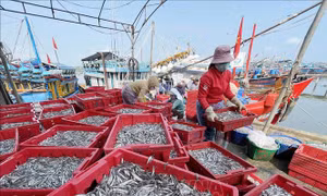Ngư dân Quảng Ngãi liên tục trúng đậm cá cơm