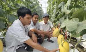 Nông dân vùng biển ứng dụng công nghệ cao trong sản xuất 