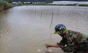 Thuỷ điện Đa Nhim xả lũ liên tục, hàng trăm ha hoa màu cho vụ Tết ngập chìm