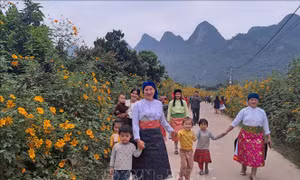 Hà Giang: Khai mạc Lễ hội hoa Dã quỳ lần thứ 2 'Phong Quang bừng sáng miền cực Bắc'