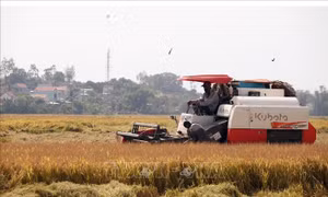 Nông dân Phú Yên 'vượt' nắng nóng thu hoạch lúa