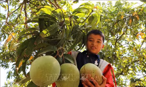 Xoài Việt Nam chính thức được phép xuất khẩu sang Mỹ 
