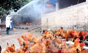 Tiêu hủy toàn bộ đàn gà 3.000 con nhiễm cúm H5N6