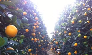 Quất, bưởi Văn Giang sẵn sàng đón Tết