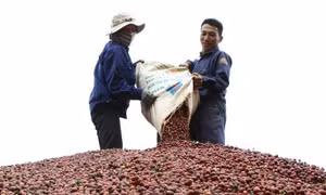 Cà phê Việt Nam xếp thứ 6 tại Mỹ