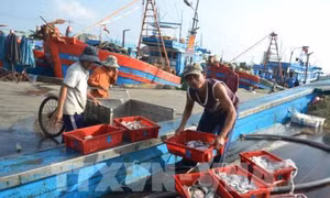 Tàu nhỏ khai thác ven bờ gia tăng hằng năm, nguồn lợi thủy sản cạn kiệt trông thấy